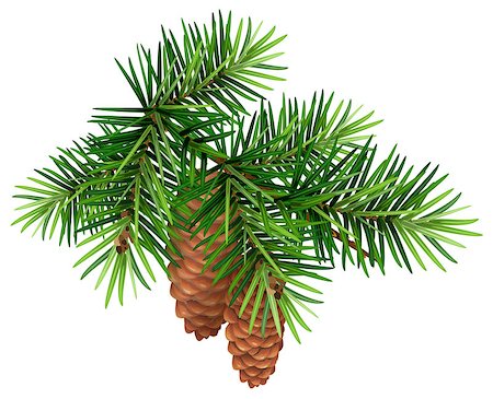 Green fir branch and two cone. Isolated on white vector illustration Foto de stock - Royalty-Free Super Valor e Assinatura, Número: 400-08789105