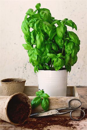 potted herbs - Basil in a white pot, still life Stock Photo - Budget Royalty-Free & Subscription, Code: 400-08789115