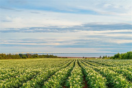 prince edward island farm - Rows of potato plants in a potato field with the Confederation Bridge in the distant background (Prince Edward Island, Canada) Stock Photo - Budget Royalty-Free & Subscription, Code: 400-08789236