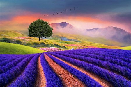 flowers mist - beautiful fine art colourful fantasty lavender field meadow,mountains and lone tree Stock Photo - Budget Royalty-Free & Subscription, Code: 400-08789287