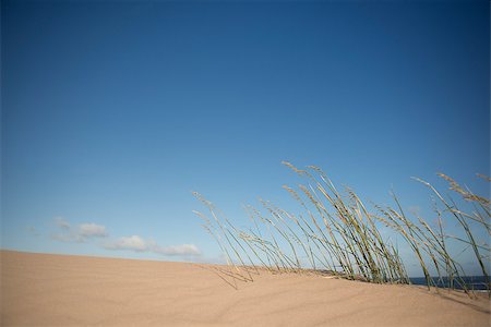 Grasses blowing in the wind on top of a sand dune near the ocean. Photographie de stock - Aubaine LD & Abonnement, Code: 400-08789494