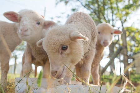 A close up view of some very young lambs feeding. Photographie de stock - Aubaine LD & Abonnement, Code: 400-08789492