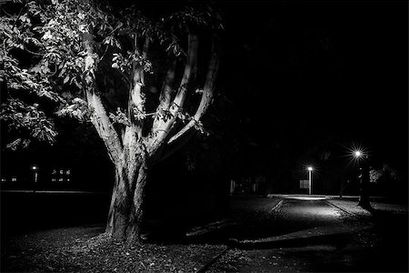deserted street at night - Rural street scene at night, black and white with trees lit by lamp post. Empty streets in Autumn Stock Photo - Budget Royalty-Free & Subscription, Code: 400-08789694
