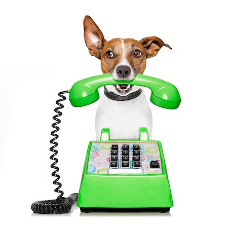 simsearch:400-07984991,k - Jack russell dog with glasses as secretary or operator with red old  dial telephone or retro classic phone Photographie de stock - Aubaine LD & Abonnement, Code: 400-08780084
