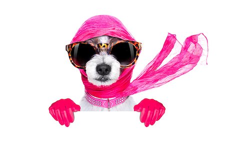 chic fashionable diva luxury  cool dog with funny sunglasses, scarf and necklace, isolated on white background, behind  banner or placard Stock Photo - Budget Royalty-Free & Subscription, Code: 400-08780088