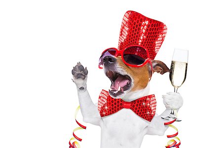funny cocktail images - jack russell dog celebrating new years eve with champagne glass and singing out loud, isolated on white background Stock Photo - Budget Royalty-Free & Subscription, Code: 400-08780089