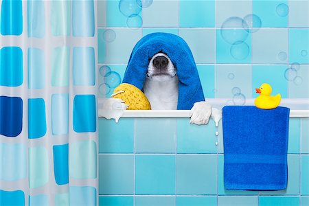 facial mask brush - french bulldog dog in a bathtub not so amused about that , with yellow plastic duck and towel,wearing a bathing cap Stock Photo - Budget Royalty-Free & Subscription, Code: 400-08780240