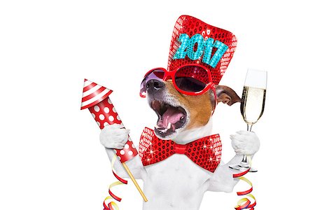 funny animals with birthday hat - jack russell dog celebrating 2017 new years eve with champagne  glass and singing out loud, with a fireworks rocket , isolated on white background Stock Photo - Budget Royalty-Free & Subscription, Code: 400-08780242