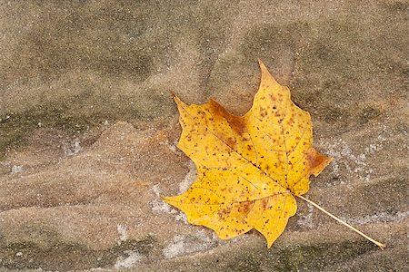 simsearch:400-08793800,k - Glistening like small diamonds, the loose grains of a sandstone boulder surround an autumn maple leaf as it changes colors from  yellow to brown. Stock Photo - Budget Royalty-Free & Subscription, Code: 400-08794012