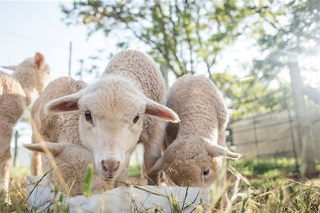 Baby sheep eating food from a plastic bowl outside in the grass. Photographie de stock - Aubaine LD & Abonnement, Code: 400-08795095