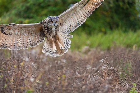 European or Eurasian Eagle Owl, Bubo Bubo, wings spread in flight Stock Photo - Budget Royalty-Free & Subscription, Code: 400-08795275