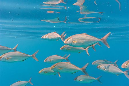 peces pargo - School of greater amberjack (Seriola dumerili). Pelješac, Croatia. Foto de stock - Super Valor sin royalties y Suscripción, Código: 400-08795316