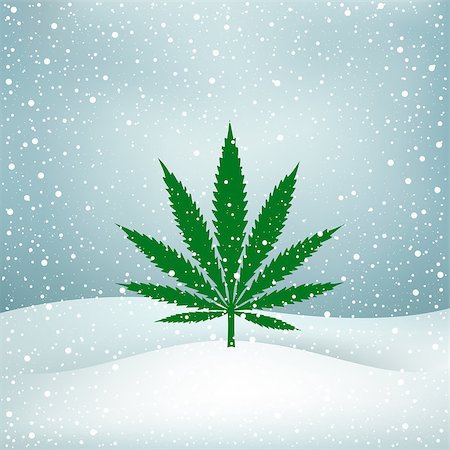 Growing cannabis hemp marijuana green leaf on white and blue snow Christmas background Stock Photo - Budget Royalty-Free & Subscription, Code: 400-08796632