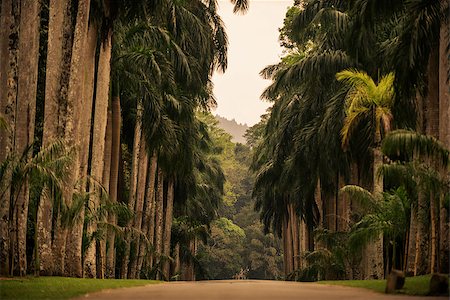 peradeniya - Sri Lanka: alley of palms in Royal Botanic Gardens, Peradeniya, Kandy Stock Photo - Budget Royalty-Free & Subscription, Code: 400-08796937