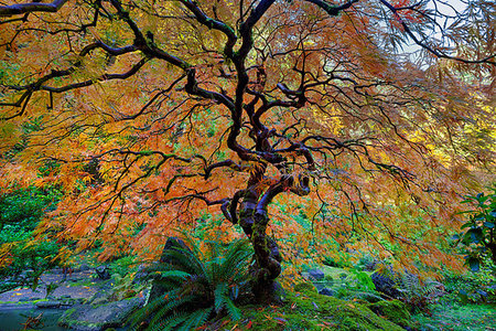 simsearch:400-08790052,k - The Japanese Maple Tree is full fall colors at Japanese Garden in Autumn Stockbilder - Microstock & Abonnement, Bildnummer: 400-08790037