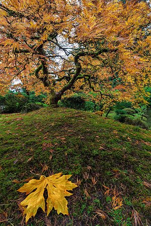 simsearch:400-08071243,k - The Japanese Maple Tree at Japanese Garden in the Fall of 2016 Stock Photo - Budget Royalty-Free & Subscription, Code: 400-08790040