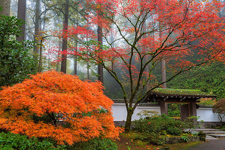 simsearch:400-08071243,k - Gateway to Portland Japanes Garden in the Fall of 2014 Stock Photo - Budget Royalty-Free & Subscription, Code: 400-08790041