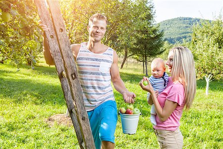 Young beautiful family picking apples from an apple tree Stock Photo - Budget Royalty-Free & Subscription, Code: 400-08790267