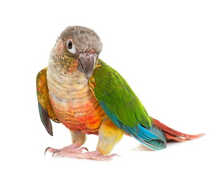 colorful conure in front of white background Photographie de stock - Aubaine LD & Abonnement, Code: 400-08790421