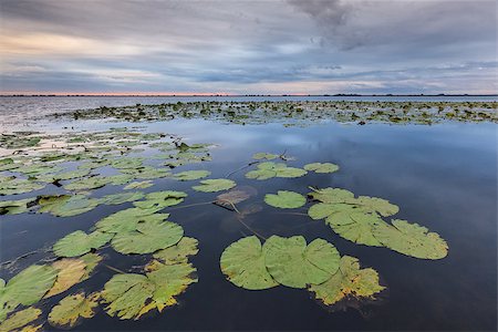 simsearch:400-07035910,k - before sunrise in the Danube Delta, Romania Stock Photo - Budget Royalty-Free & Subscription, Code: 400-08790634