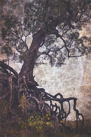 spooky field - Old tree with exposed tangled roots on an eroded gully. Grunge textured, vintage style image. Photographie de stock - Aubaine LD & Abonnement, Code: 400-08791312