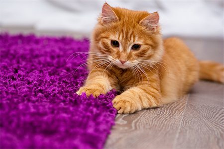 red cat portrait - nice and fluffy little ginger kitten lying on the floor Photographie de stock - Aubaine LD & Abonnement, Code: 400-08791387