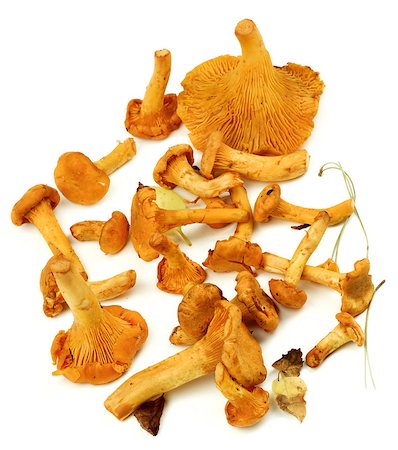simsearch:400-08011809,k - Arrangement of Fresh Raw Chanterelles with Dry Leafs and Stems closeup on White background Photographie de stock - Aubaine LD & Abonnement, Code: 400-08792693