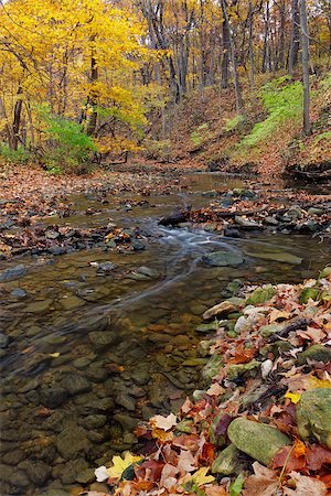 simsearch:400-08793800,k - a tranquil stream meanders through the woodland. a forest preserve near chicago, cook county illinois awakens in autumn colors carrying fallen leaves downstream. Stock Photo - Budget Royalty-Free & Subscription, Code: 400-08792778