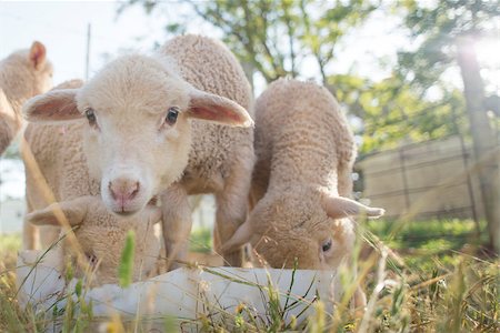 A close up view of baby sheep as they feed from a white plastic bucket. Photographie de stock - Aubaine LD & Abonnement, Code: 400-08793044