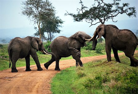 Three elephants play on the dirt track in a park of Tanzania Stock Photo - Budget Royalty-Free & Subscription, Code: 400-08793649
