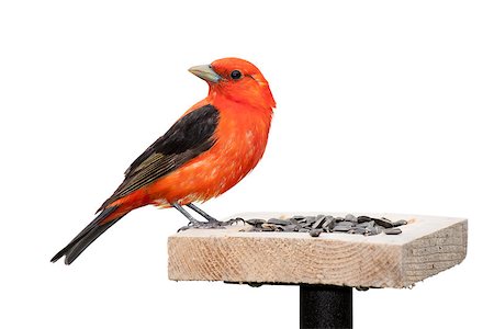 simsearch:400-08370626,k - A scarlet tanager sits on top of a sunflower seed feeder.  The tanager'??s brilliant red plumage contrasts against its midnight black wings. The songbird is positioned with its turned ninety degrees opposite its body. Isolated on a white background. Foto de stock - Super Valor sin royalties y Suscripción, Código: 400-08793801