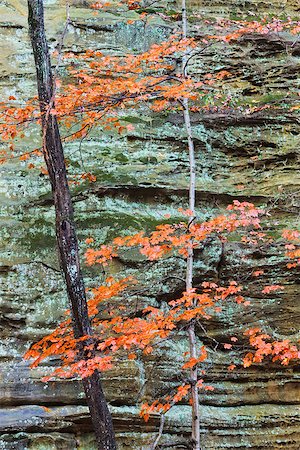 simsearch:400-08793800,k - Moss and lichen mix their bluish green hues onto a scarred sandstone canyon wall. A maple tree reaches upward while changing to its autumn orange colors. Together, they provide a unique palette for autumn to display its artistry. Stock Photo - Budget Royalty-Free & Subscription, Code: 400-08793891