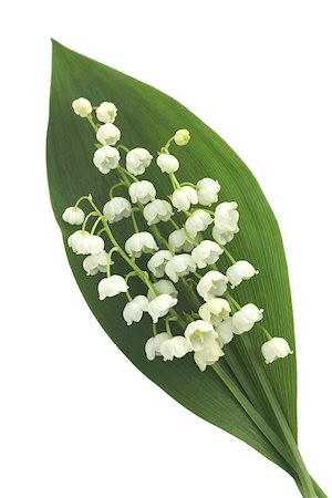 simsearch:400-07510882,k - Lily of the valley flower isolated on the white background Stockbilder - Microstock & Abonnement, Bildnummer: 400-08806834