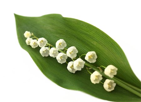 simsearch:400-07510882,k - Lily of the valley flower isolated on the white background Stockbilder - Microstock & Abonnement, Bildnummer: 400-08806833