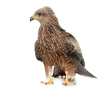 Common buzzard in front of white background Stock Photo - Budget Royalty-Free & Subscription, Code: 400-08806895