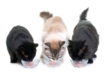 domesticate cats eating - cats eating in front of white background Stock Photo - Budget Royalty-Free & Subscription, Code: 400-08807003