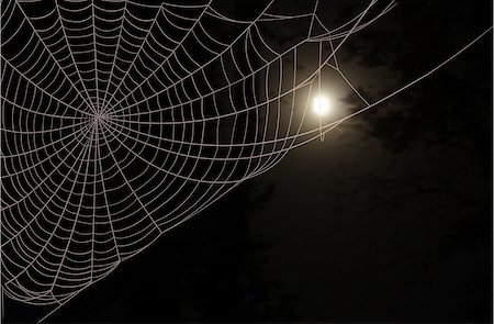sharpner (artist) - Dark wood, a large spider web and the full moon in the night sky Stockbilder - Microstock & Abonnement, Bildnummer: 400-08807264