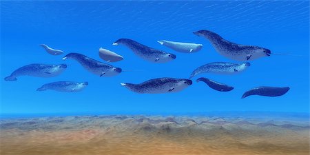 simsearch:400-07981817,k - Narwhal whales live in social groups called pods and live in the Arctic ocean and males have a tusk. Stockbilder - Microstock & Abonnement, Bildnummer: 400-08807307