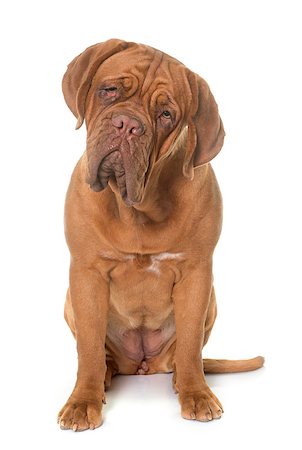 simsearch:400-08669628,k - young dogue de bordeaux in front of white background Stock Photo - Budget Royalty-Free & Subscription, Code: 400-08808748