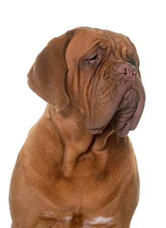 simsearch:400-08669628,k - young dogue de bordeaux in front of white background Stock Photo - Budget Royalty-Free & Subscription, Code: 400-08808749