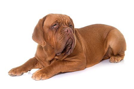 simsearch:400-08669628,k - young dogue de bordeaux in front of white background Stock Photo - Budget Royalty-Free & Subscription, Code: 400-08808750