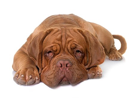simsearch:400-08669628,k - young dogue de bordeaux in front of white background Stock Photo - Budget Royalty-Free & Subscription, Code: 400-08808751