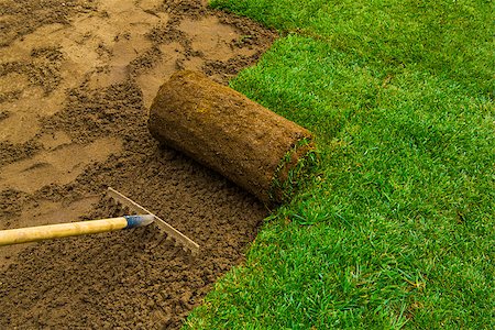 Gardener applying turf rolls in the backyard Stock Photo - Budget Royalty-Free & Subscription, Code: 400-08809440