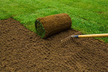 Gardener applying turf rolls in the backyard Stock Photo - Budget Royalty-Free & Subscription, Code: 400-08809442