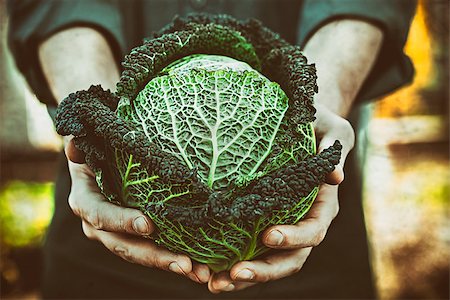 simsearch:400-08552542,k - Organic vegetables. Farmers hands with freshly harvested vegetables. Fresh organic kale. Stock Photo - Budget Royalty-Free & Subscription, Code: 400-08814811
