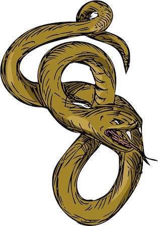 forked tongue - Drawing sketch style illustration of a viper snake coiling up coiled with mouth open and tongue out ready to pounce set on isolated white background. Stock Photo - Budget Royalty-Free & Subscription, Code: 400-08814895