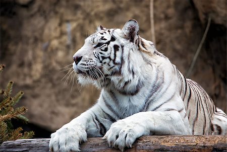 Bengal Tiger - a rare subspecies, is included in the IUCN Red List Stock Photo - Budget Royalty-Free & Subscription, Code: 400-08815741