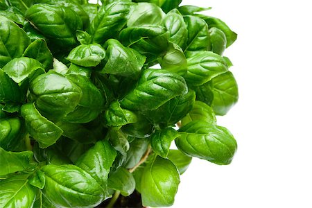 simsearch:400-07578178,k - Fresh basil leaves isolatet on white background Stock Photo - Budget Royalty-Free & Subscription, Code: 400-08816255