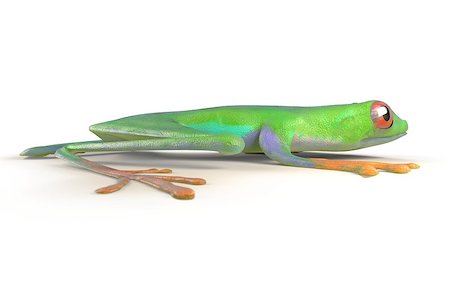 simsearch:400-04925157,k - red eyed tree frog from tropical rainforest of Costa Rica isolated on white. Beautiful green and blue treefrog is an exotic animal from the rain forest. 3d render Fotografie stock - Microstock e Abbonamento, Codice: 400-08816520