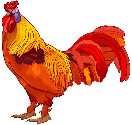 simsearch:400-07047642,k - Realistic illustration of red rooster Stock Photo - Budget Royalty-Free & Subscription, Code: 400-08818794